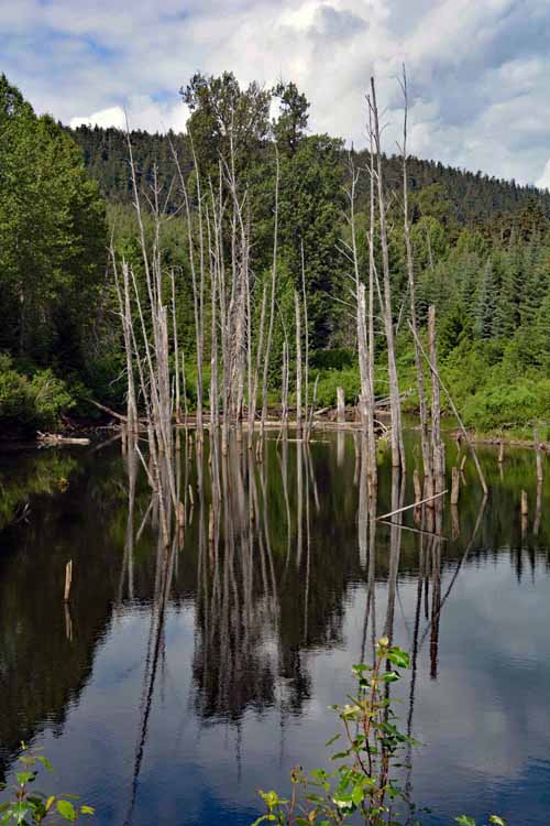 pond scenic